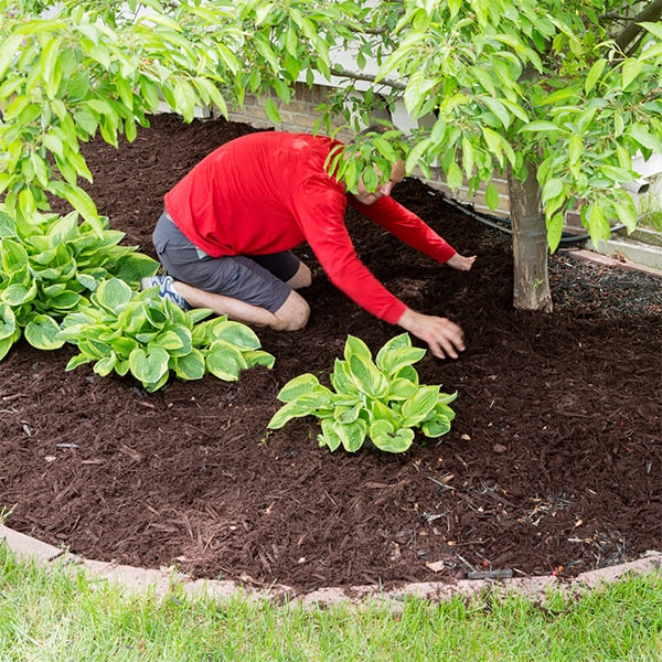 mulch installation using mulch in your garden or landscaping can help retain soil moisture, suppress weeds, and improve overall soil health